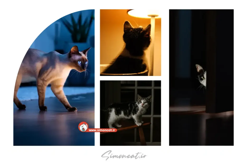 دلیل میو میو گربه در شب