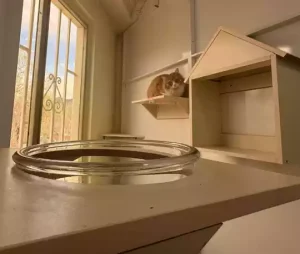 دنجی پانسیون گربه اتاق مینیمال صفحه اول