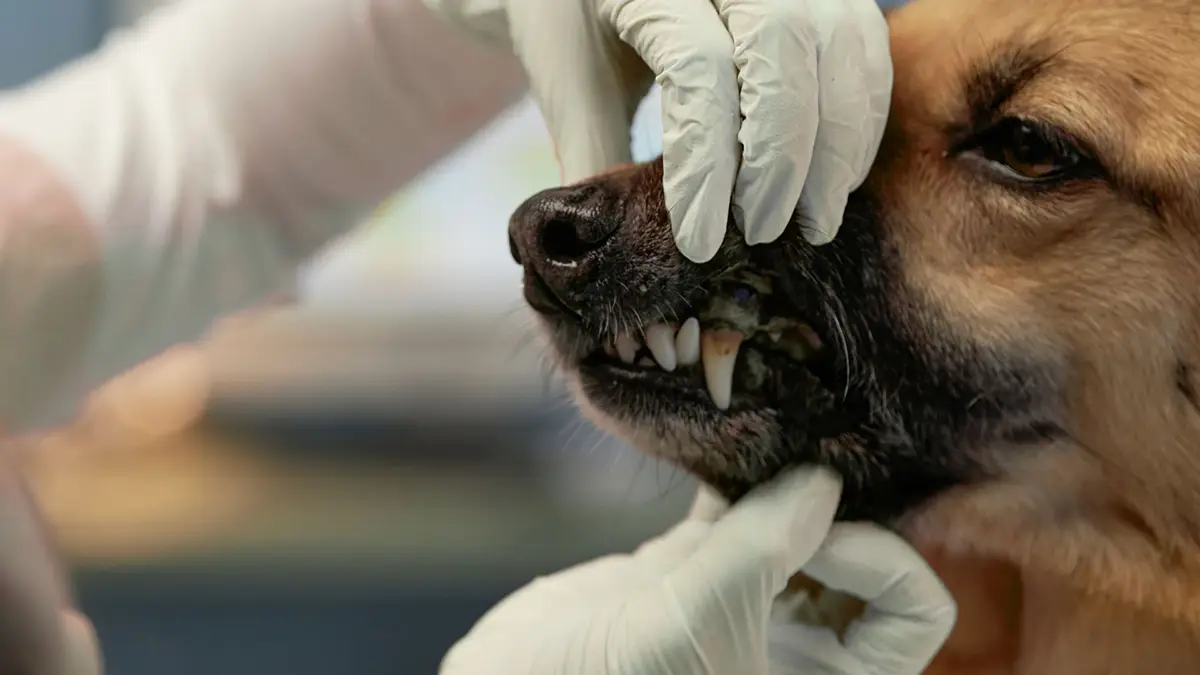 راهنمای مراقبت از سگ قبل از جرم گیری دندان