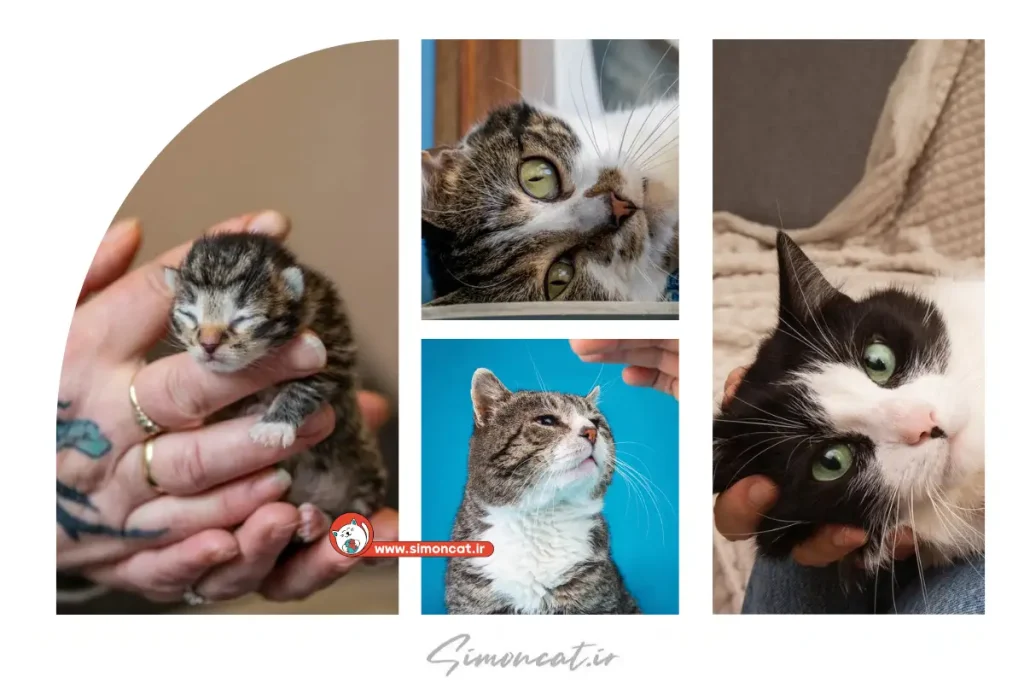 راهنمای نوازش کردن گربه