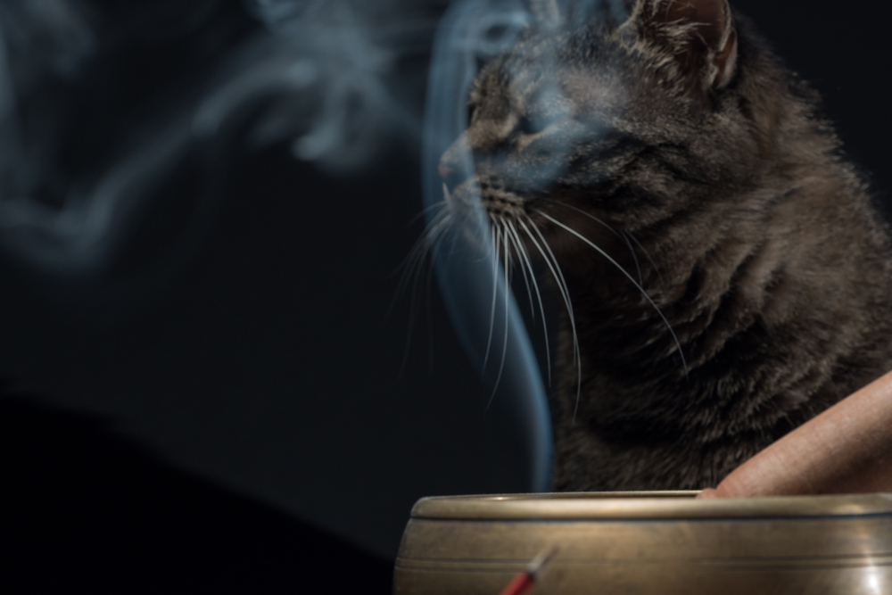 ضرر دود سیگار برای گربه