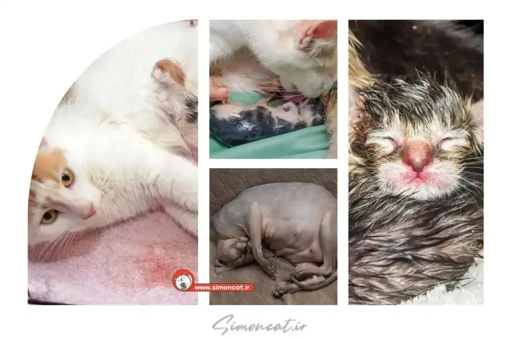 طرز تهیه بستنی برای گربه