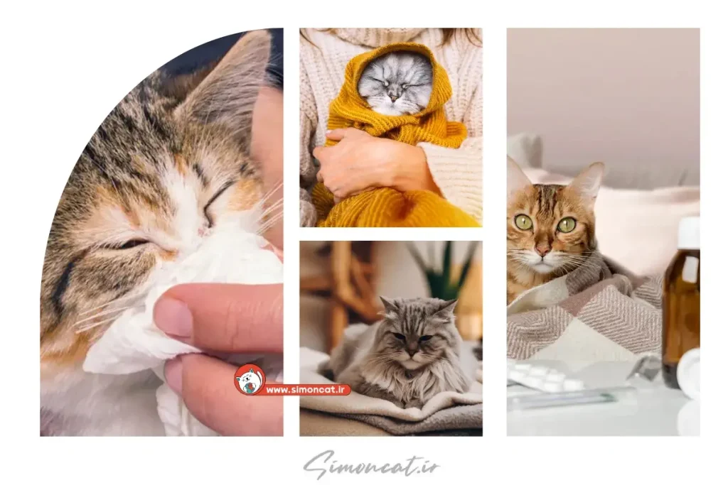علت سرماخوردگی در گربه ها