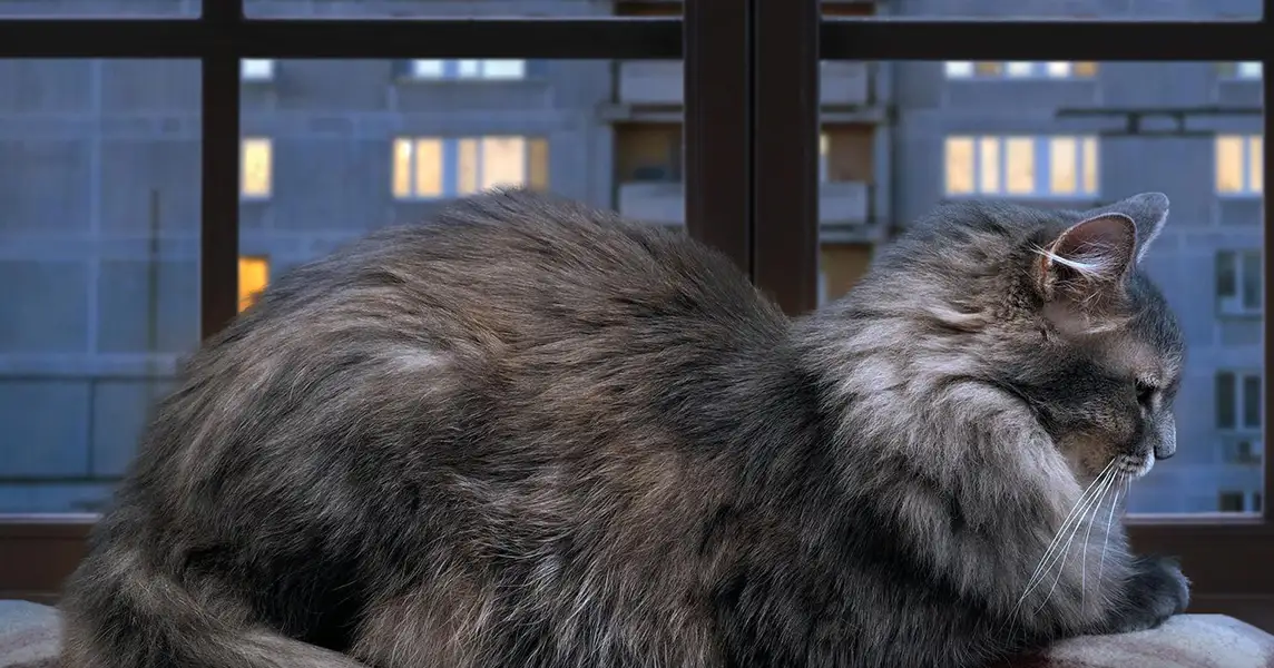 علت سروصدای گربه در صبح