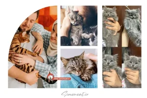 قیمت گربه در پونک تهران