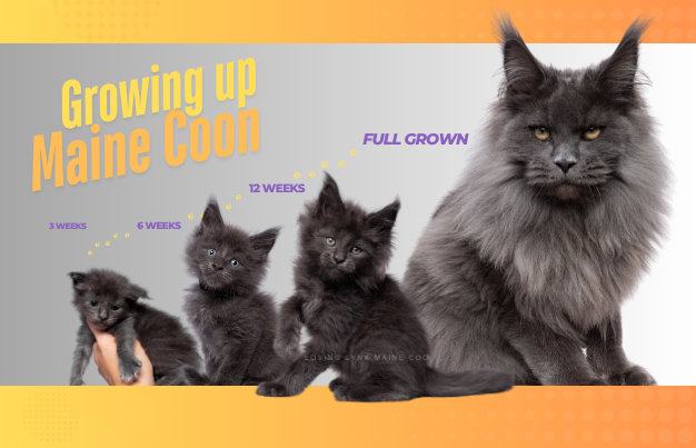 مراحل رشد گربه مین کون