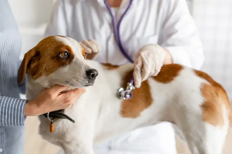 معاینه سگ