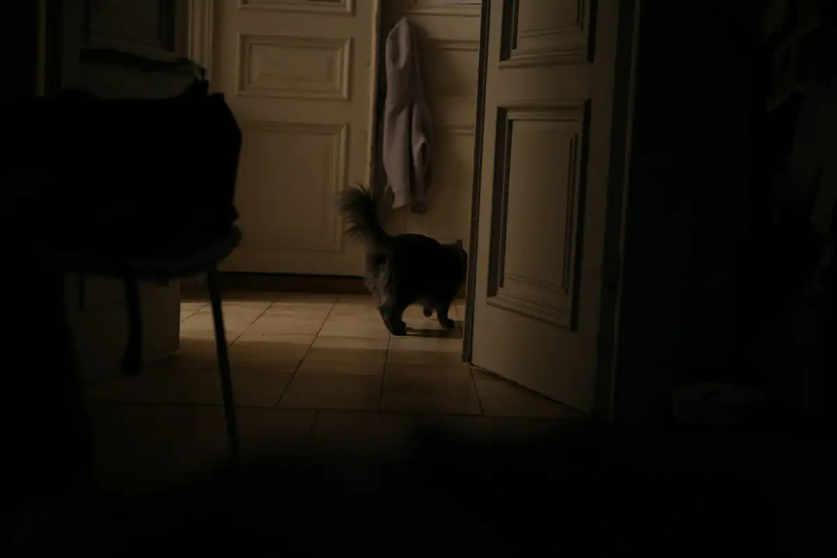 میو میو گربه در شب