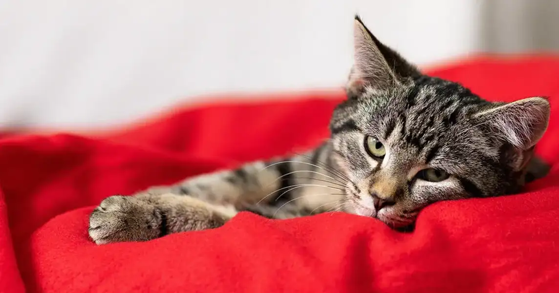 نوازش گربه خیابانی