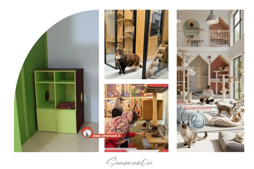 نگهداری پانسیون گربه