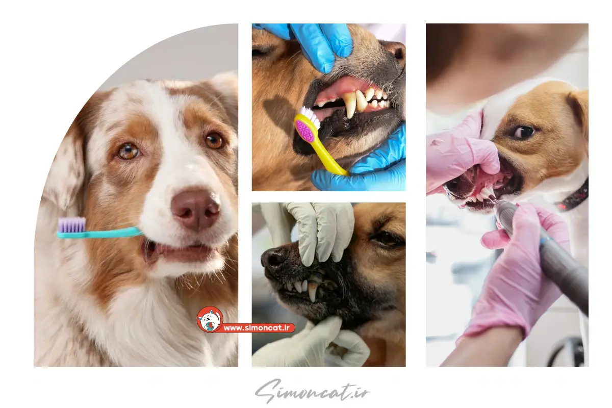 هزینه جرم گیری دندان سگ 1404