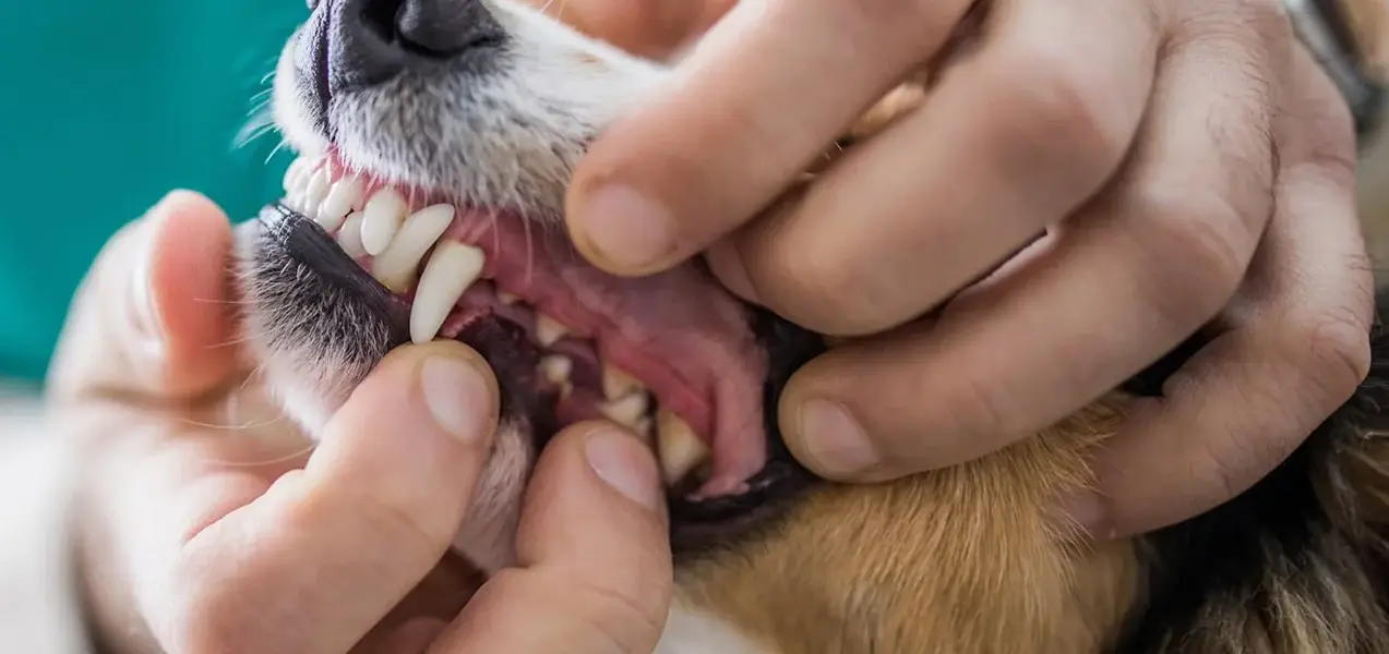 هزینه جرم گیری دندان سگ چقدر است؟