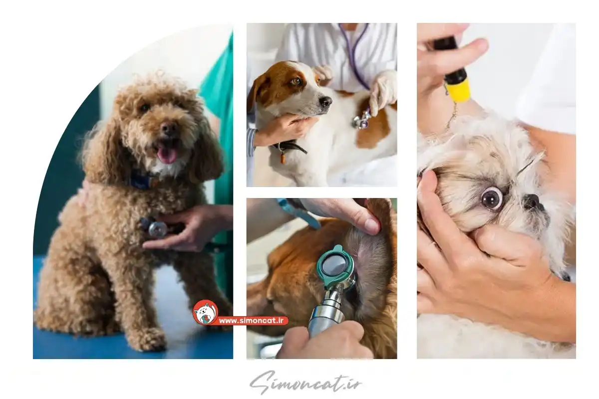 هزینه ویزیت دامپزشکی سگ 1404