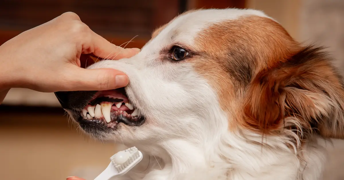 هزینه ویزیت دامپزشکی سگ ۱۴۰۴