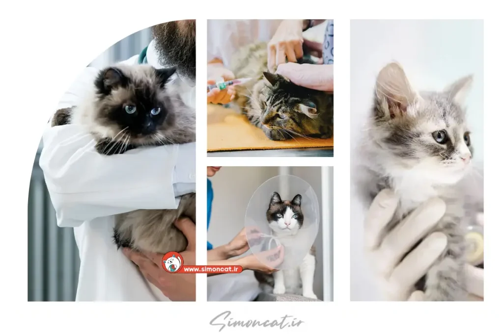 هزینه ویزیت دامپزشکی گربه 1404