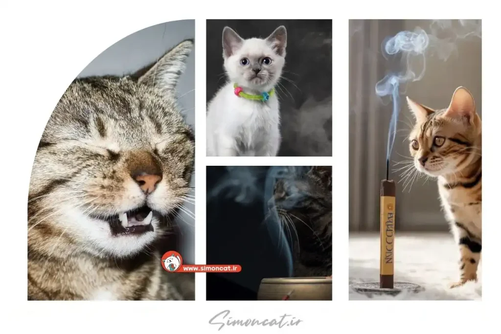 واکنش گربه به بوی دود