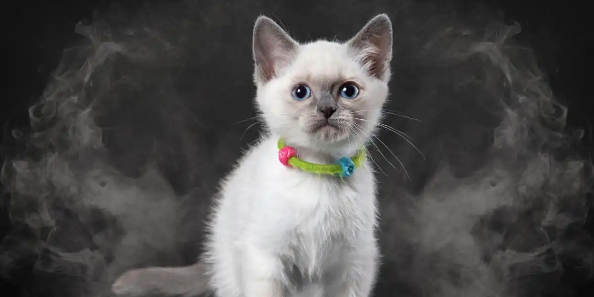 عکس العمل گربه به دود