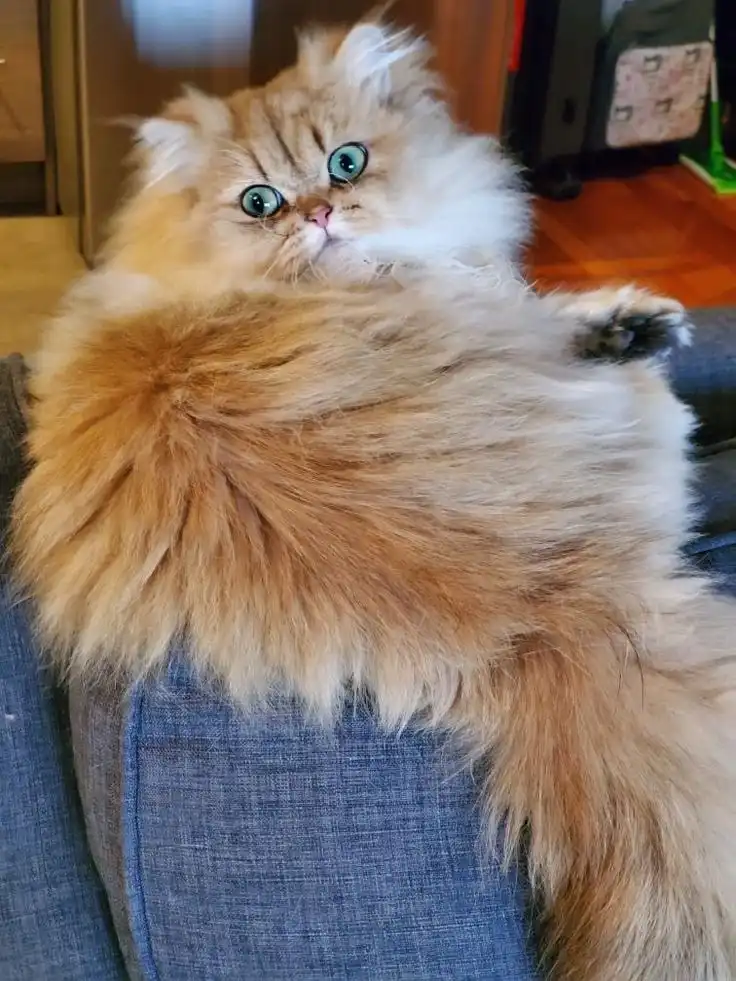 پرشین طلایی