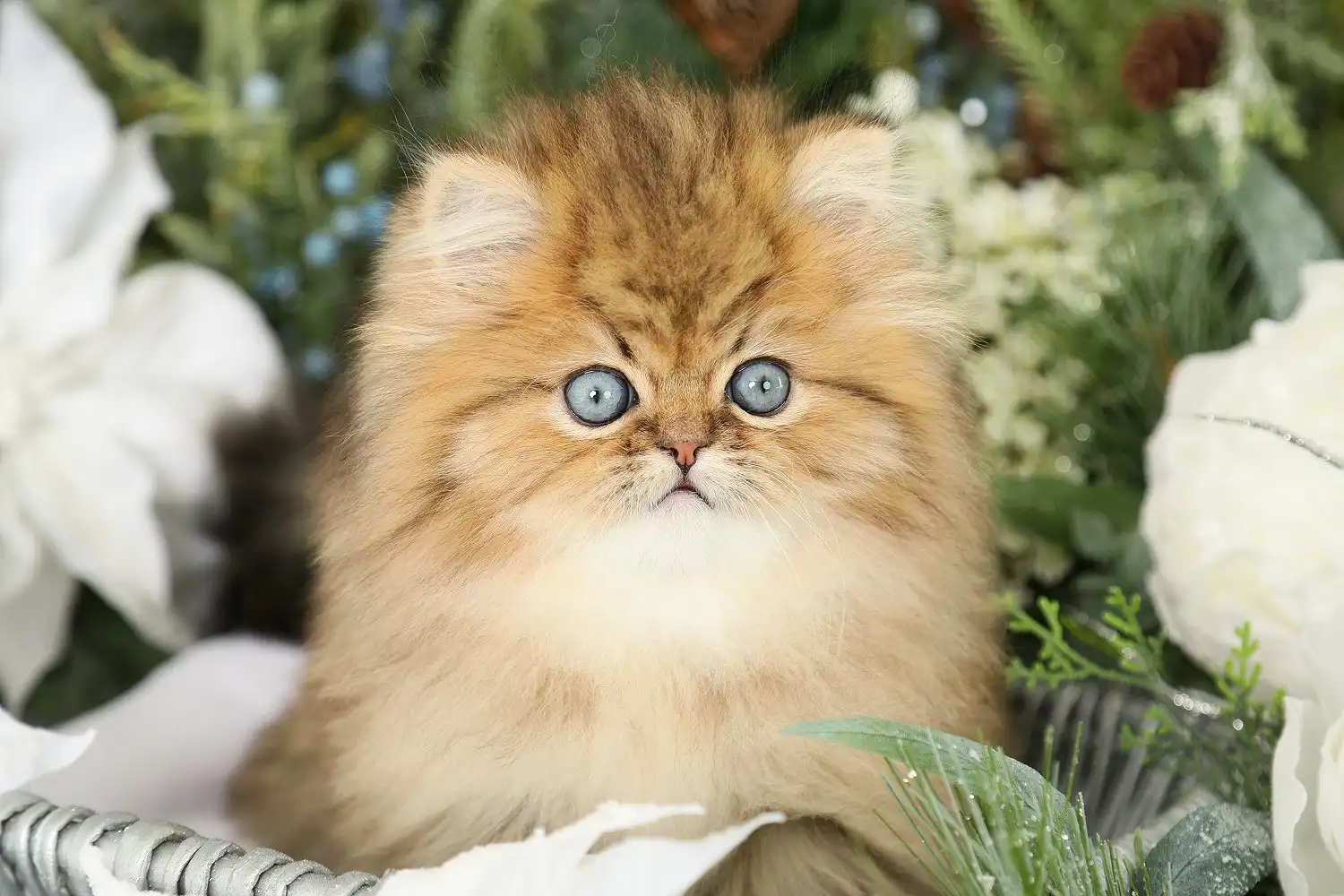 پرشین گلد چشم آبی