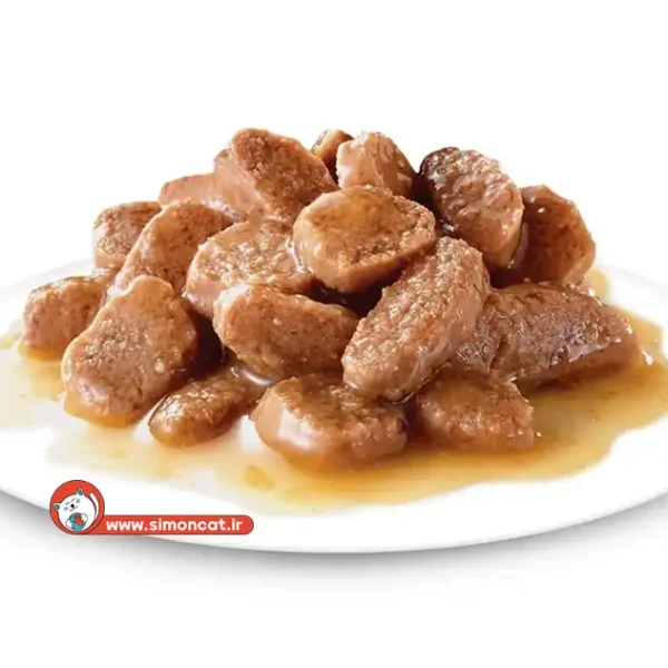 پوچ گربه خانگی سن بالا