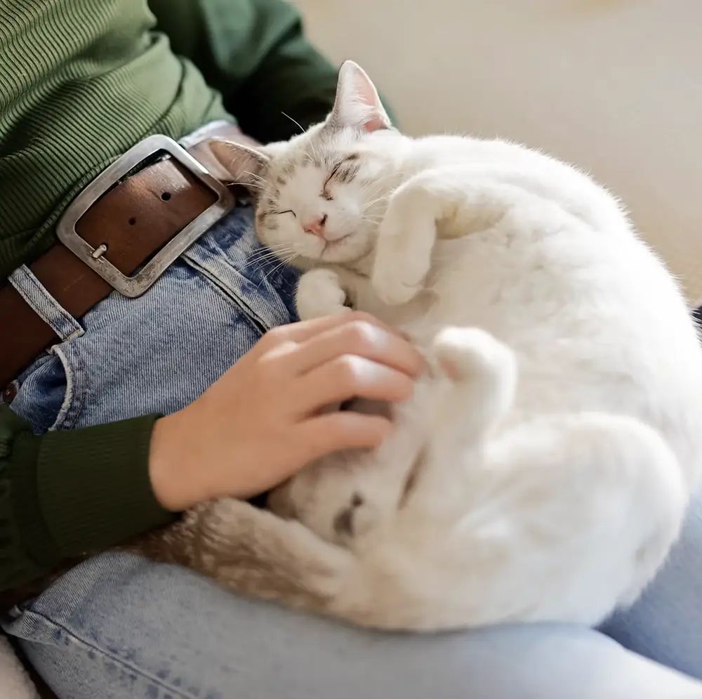 چطور به گربه بگیم بیا