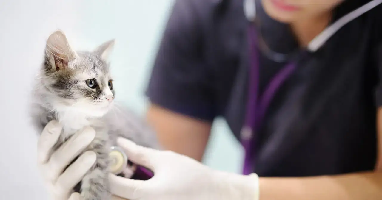 چطور می‌ توانم با هزینه‌ ی کمتر از سلامت گربه‌ ام مطمئن شوم؟