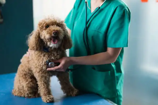 چکاپ سگ پودل