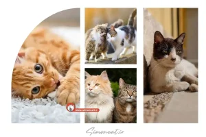 چگونه گربه خیابانی را خانگی کنیم