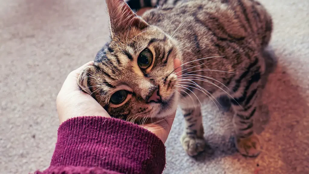 چیکار کنم گربه ازم نترسه