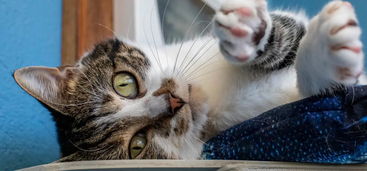 کجای گربه را نوازش کنیم