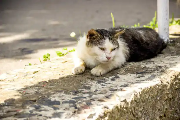 گربه بی خانمان