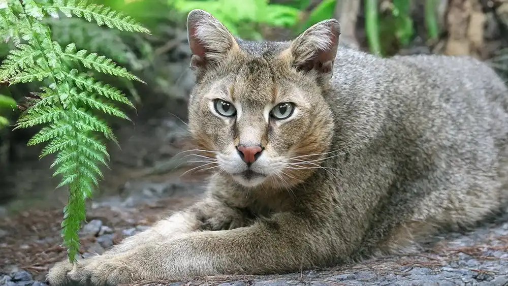 گربه جنگلی ایرانی