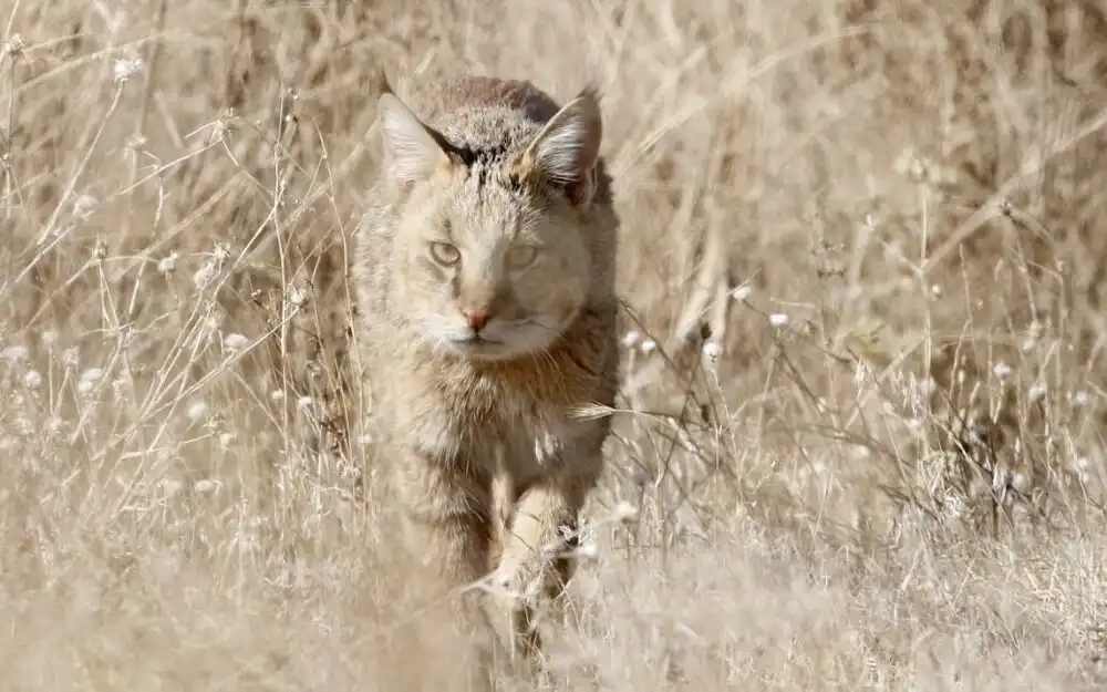 گربه جنگلی خطرناک