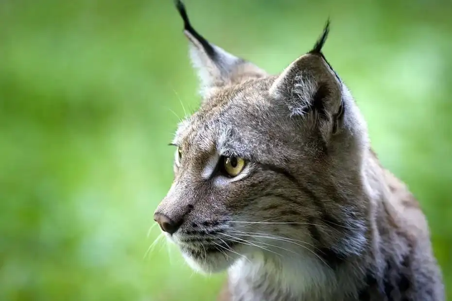 گربه زیبای جنگلی