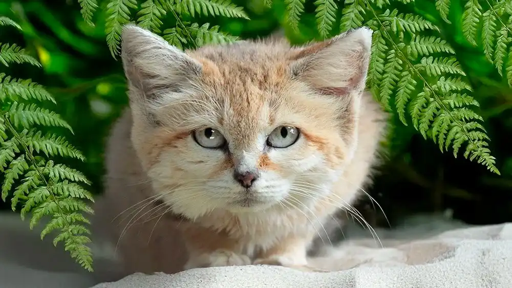 گربه شنی وحشی