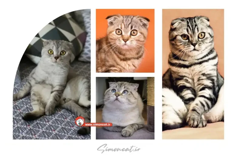 گربه فولد