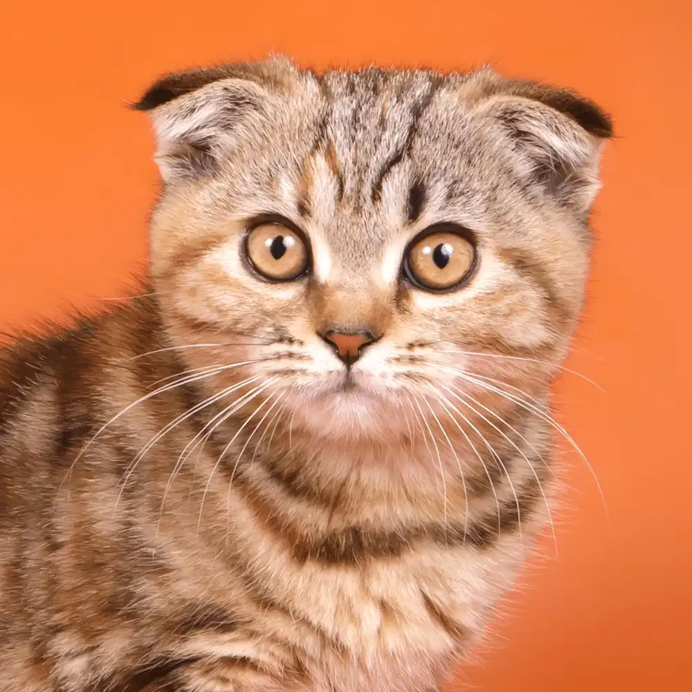 گربه فولد زیبا