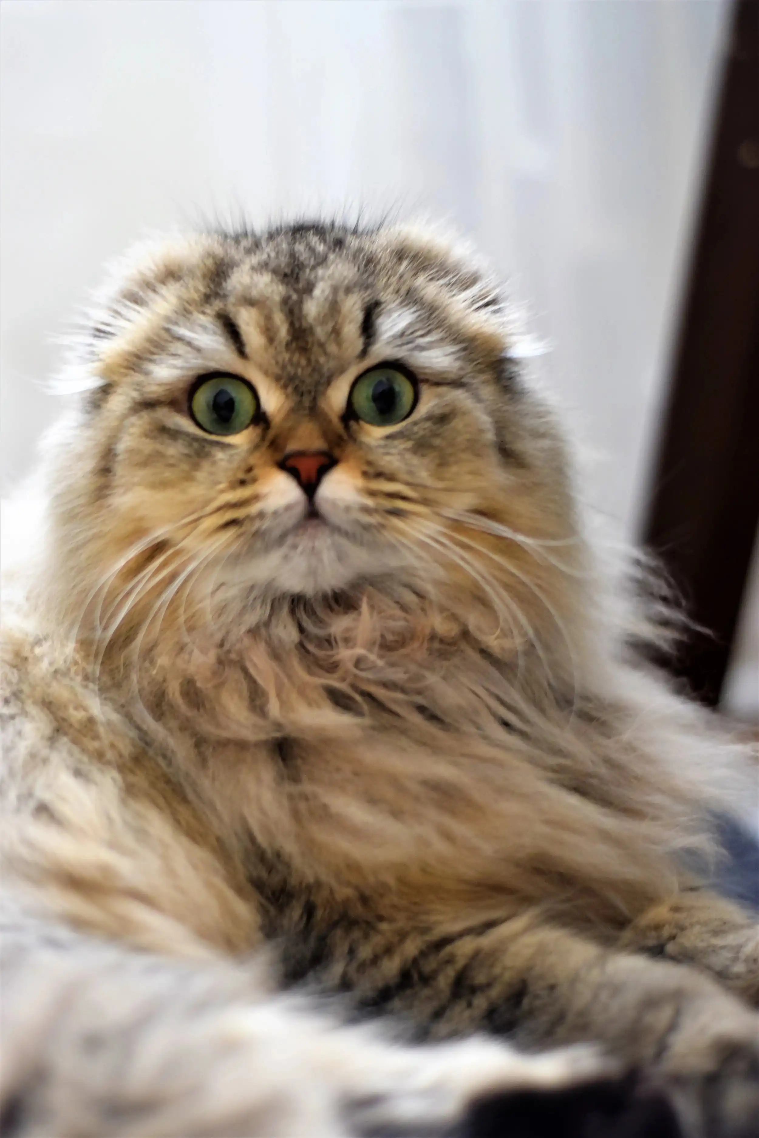 گربه فولد موبلند