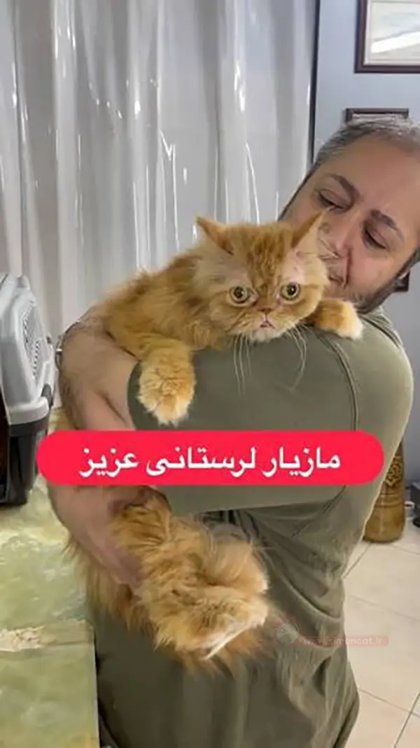 گربه مازیار لرستانی