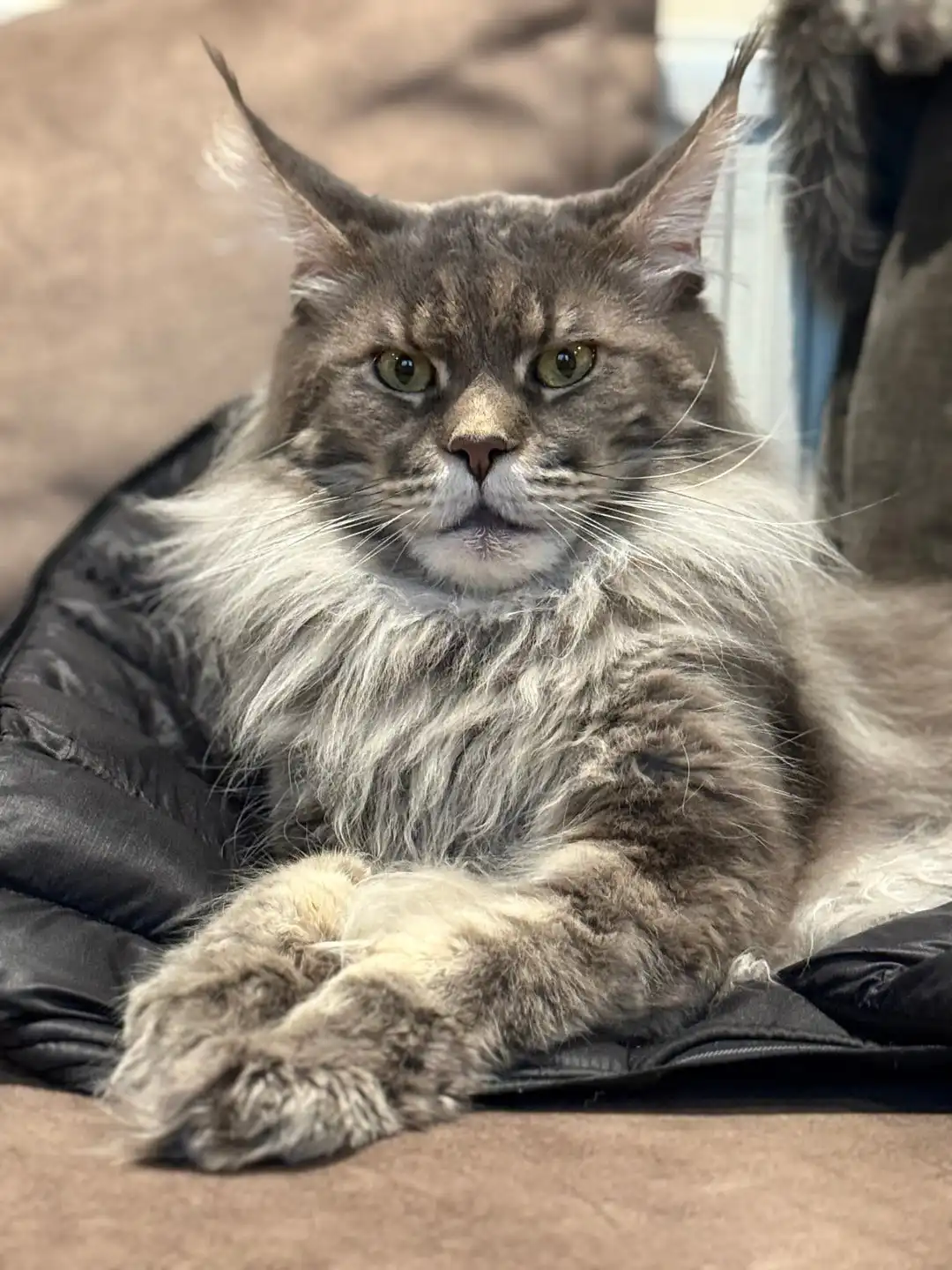 گربه مین کوون