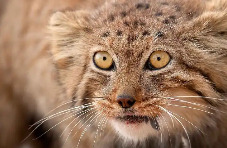 گربه نژاد پالاس