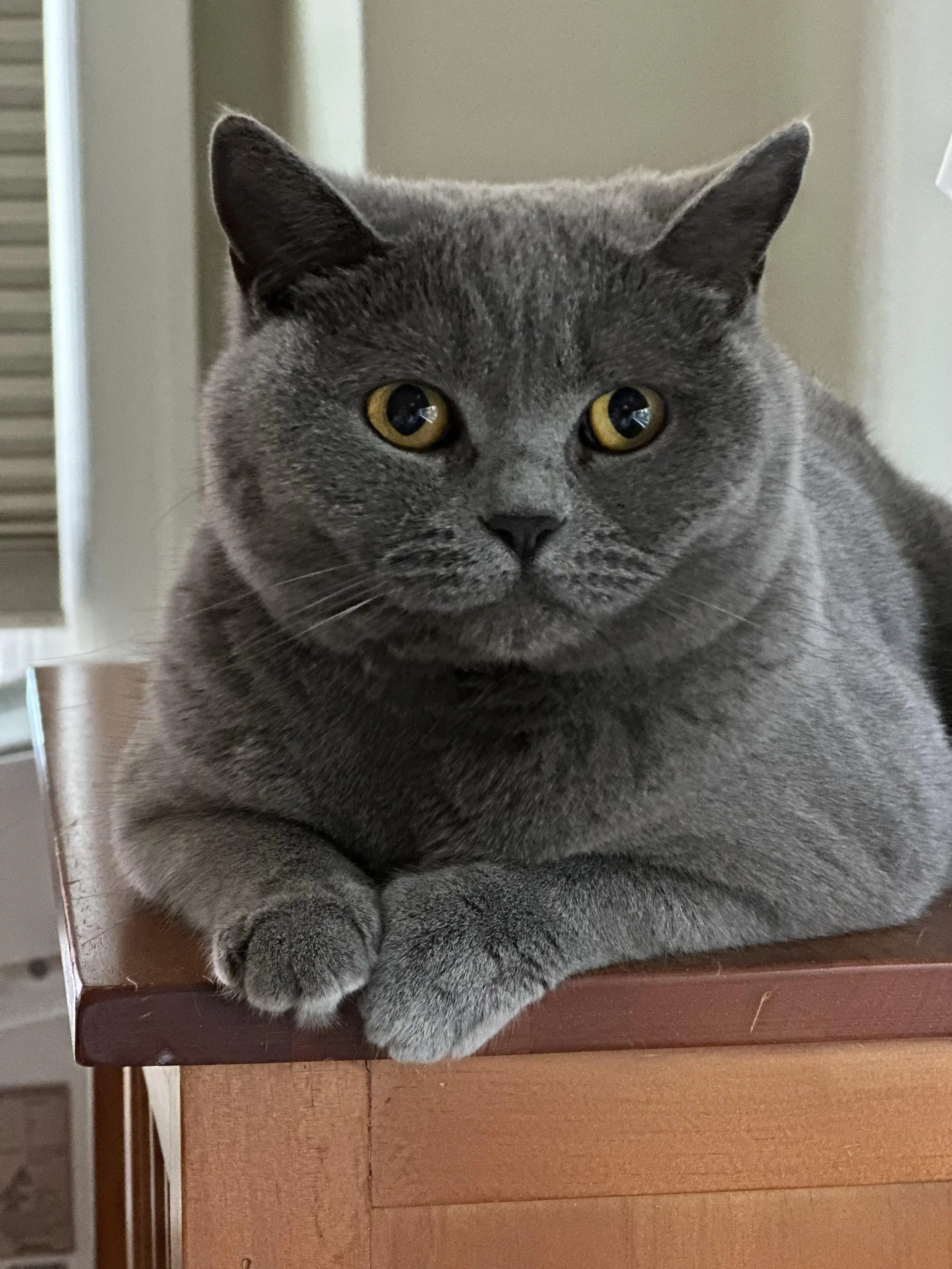 گربه نژاددار اصیل