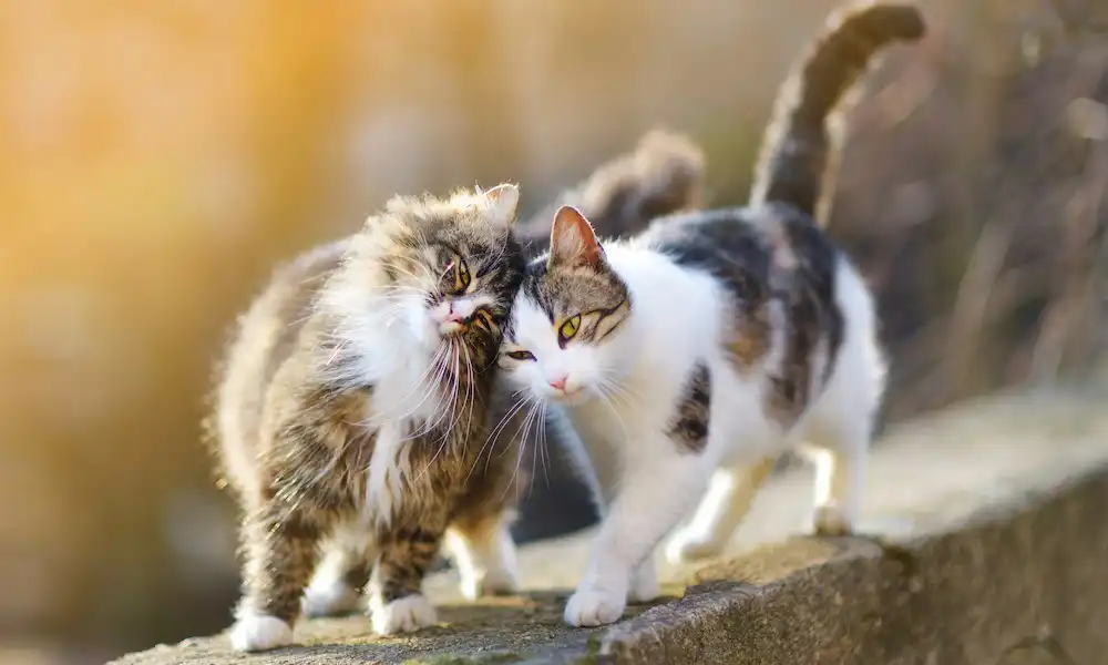 گربه های خیابانی