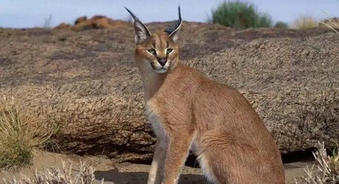 گربه وحشی ایرانی