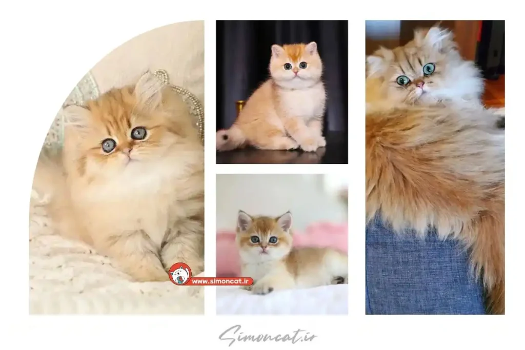 گربه گلد (گلد کت)