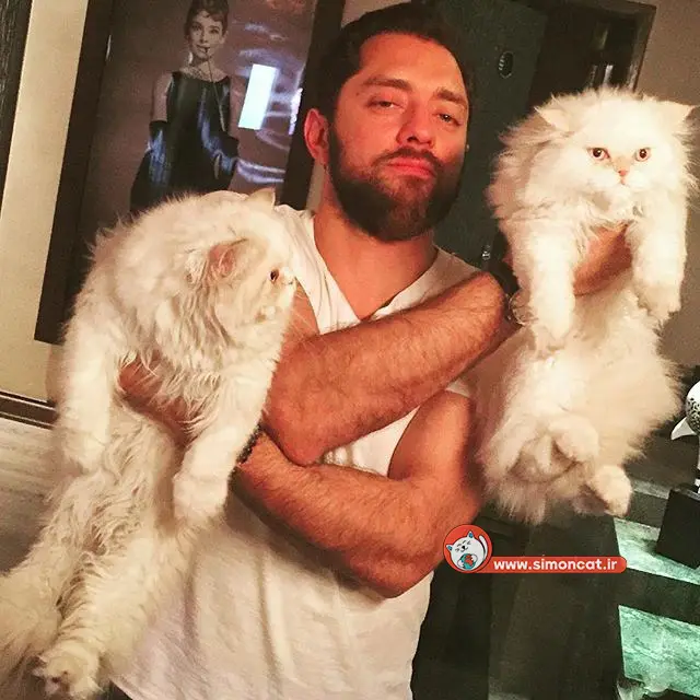 گربه ی بهرام رادان