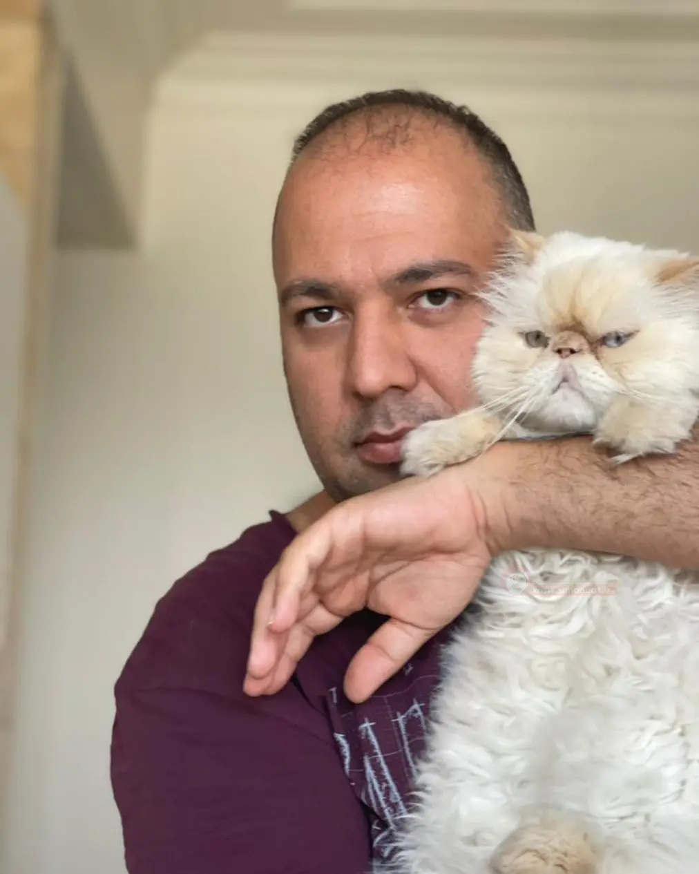 گربه ی علی اوجی