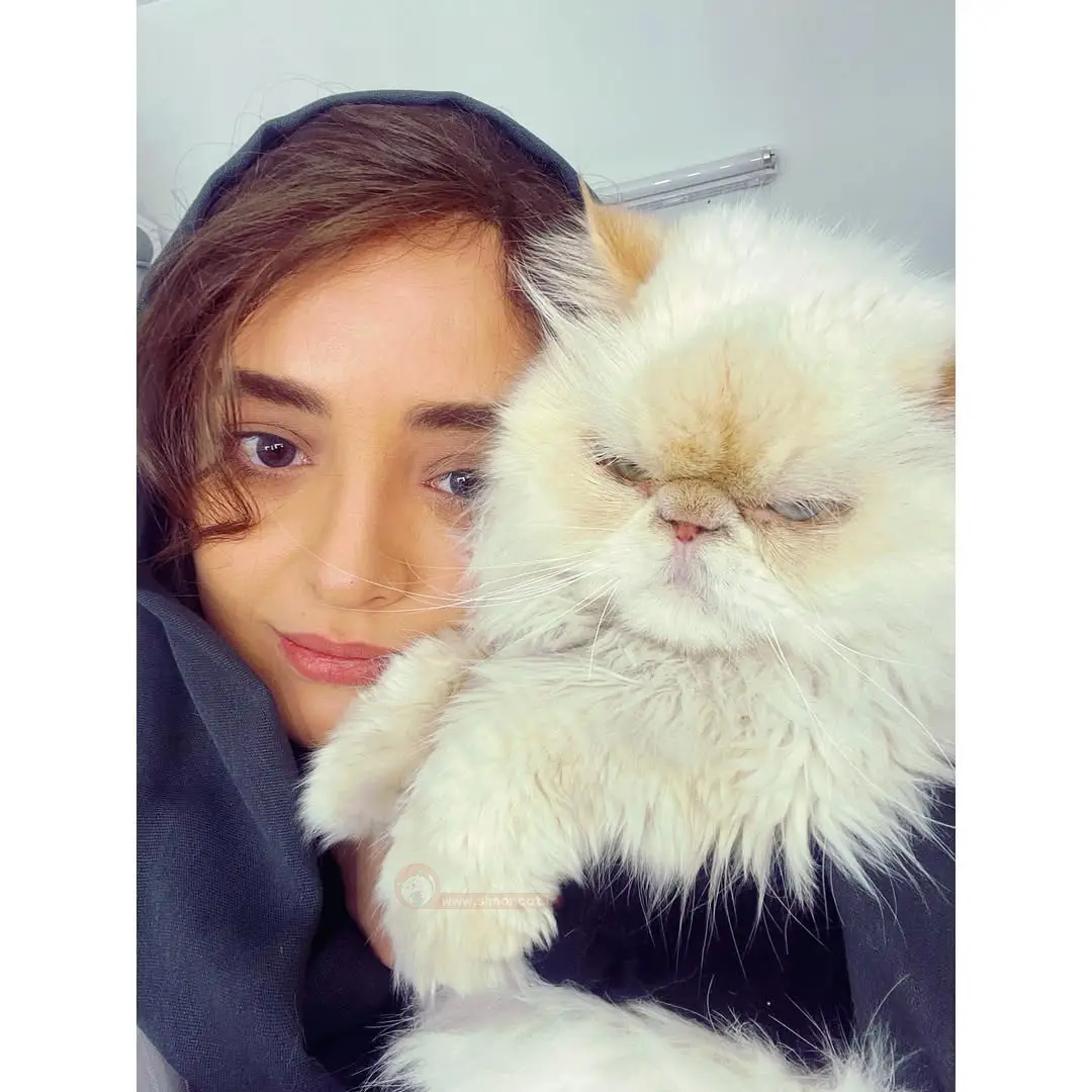 گربه ی نرگس محمدی
