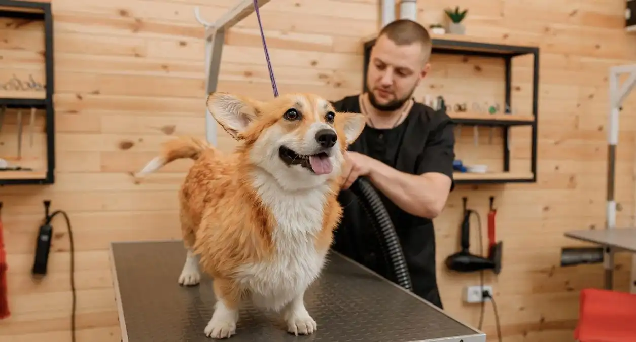 آرایش سگ خانگی