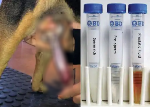 تست اسپرم سگ خانگی